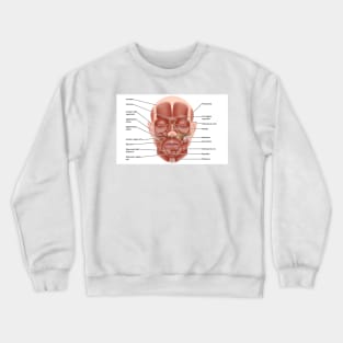 Face muscle anatomy, illustration (C046/1440) Crewneck Sweatshirt